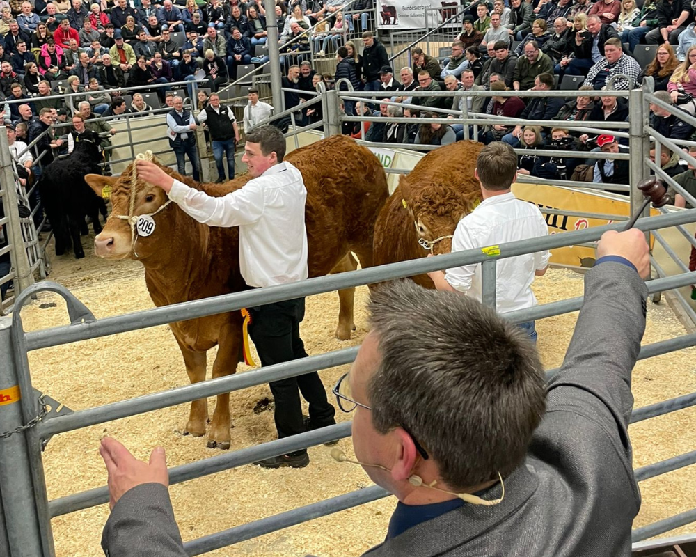 Verdener Sp Tlese Masterrind Fleischrindertage